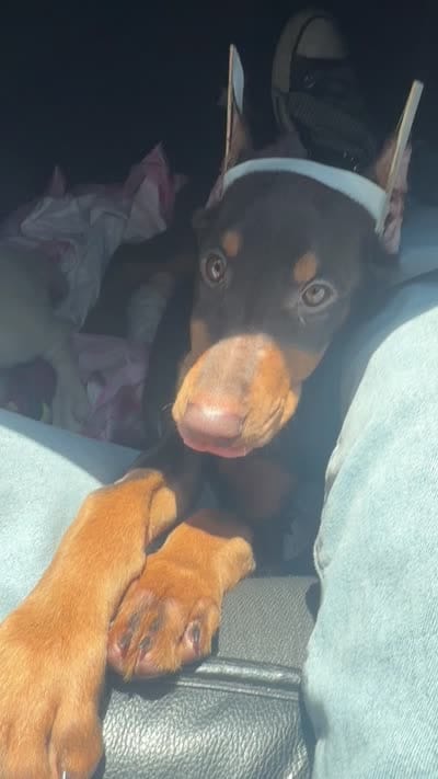 Violet , a female Doberman Pinscher for sale in San Diego, CA – 2 of 2
