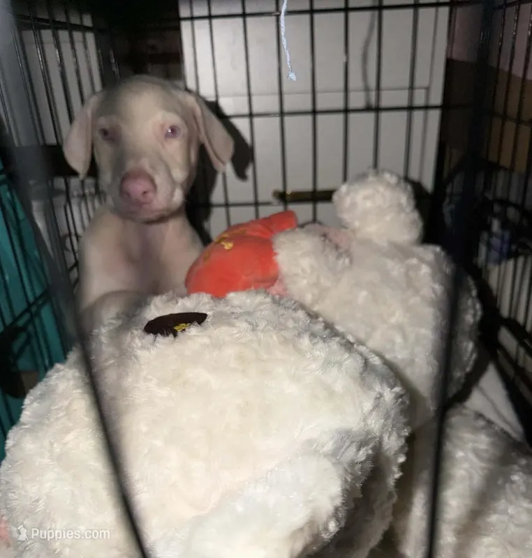 Kylo  – Doberman Pinscher puppy for sale in San Diego, CA