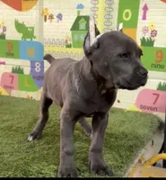 Nala , a female Cane Corso for sale in San Diego, CA – 2 of 3