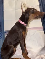 Roxy, a female Doberman Pinscher for sale in San Diego, CA – Photo 3 of 3