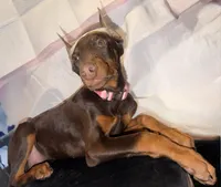 Roxy, a female Doberman Pinscher for sale in San Diego, CA – Photo 1 of 3