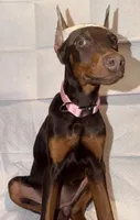 Roxy, a female Doberman Pinscher for sale in San Diego, CA – Photo 2 of 3