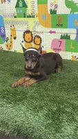 Queen, a female Doberman Pinscher for sale in San Diego, CA – Photo 2 of 2