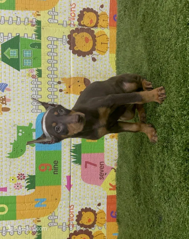 Queen – Doberman Pinscher puppy for sale in San Diego, CA