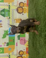 Queen, a female Doberman Pinscher for sale in San Diego, CA – Photo 1 of 2