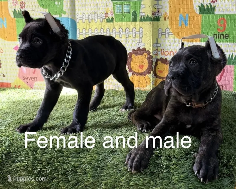 Your choice  – Cane Corso puppy for sale in San Diego, CA