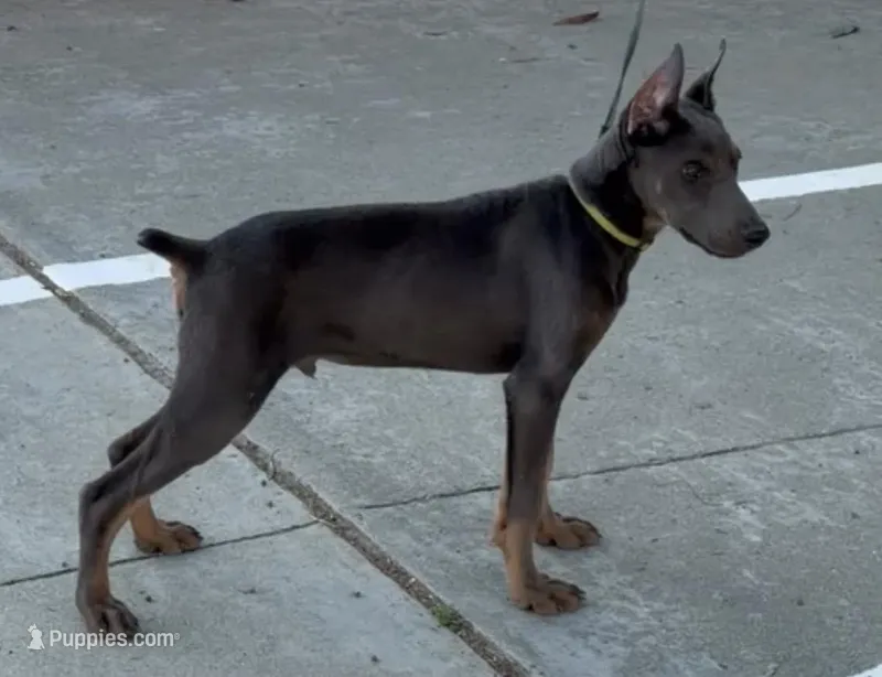 Your choice – Doberman Pinscher puppy for sale in San Diego, CA