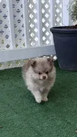 Oreo, a male Pomeranian for sale in Worcester, MA – 3 of 9