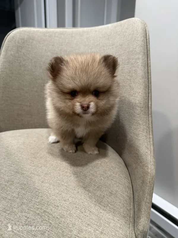 Spot – Pomeranian puppy for sale in Worcester, MA