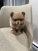 Spot, a female Pomeranian for sale in Worcester, MA – 1 of 6