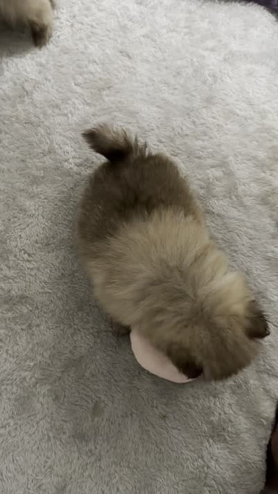 Oreo, a male Pomeranian for sale in Worcester, MA – 5 of 5