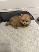 Zempi, a female Pomeranian for sale in Worcester, MA – 5 of 6
