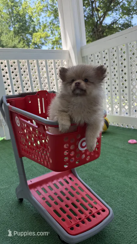 Spot – Pomeranian puppy for sale in Worcester, MA