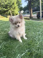 Oreo, a male Pomeranian for sale in Worcester, MA – 1 of 9