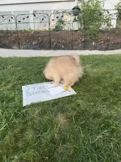 Oreo, a male Pomeranian for sale in Worcester, MA – 9 of 9