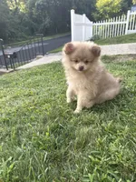 Oreo, a male Pomeranian for sale in Worcester, MA – 4 of 9