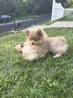 Oreo, a male Pomeranian for sale in Worcester, MA – 6 of 9