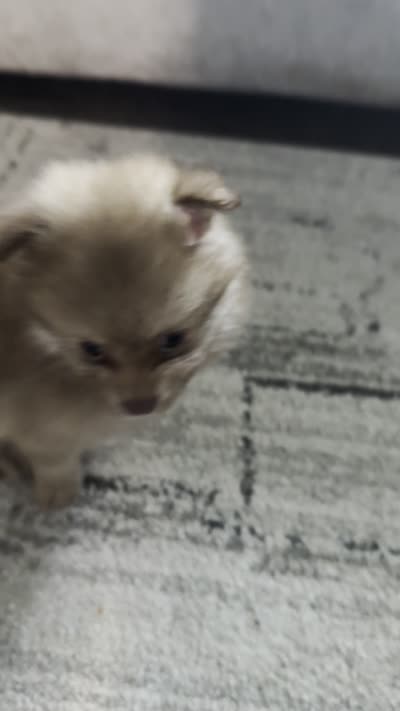 Mocca, a female Pomeranian for sale in Worcester, MA – 5 of 5
