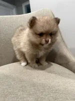 Spot, a female Pomeranian for sale in Worcester, MA – 6 of 6