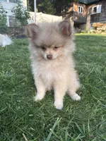 Oreo, a male Pomeranian for sale in Worcester, MA – 7 of 9
