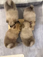 Oreo, a male Pomeranian for sale in Worcester, MA – 3 of 5
