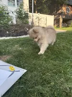 Oreo, a male Pomeranian for sale in Worcester, MA – 5 of 9