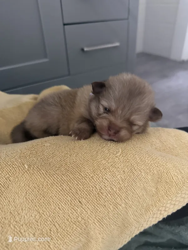 Zempi – Pomeranian puppy for sale in Worcester, MA