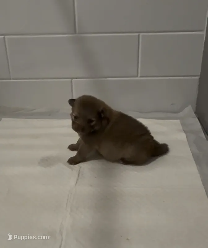 Mocca – Pomeranian puppy for sale in Worcester, MA