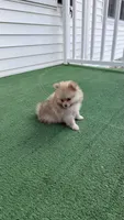 Zempi, a female Pomeranian for sale in Worcester, MA – 2 of 8