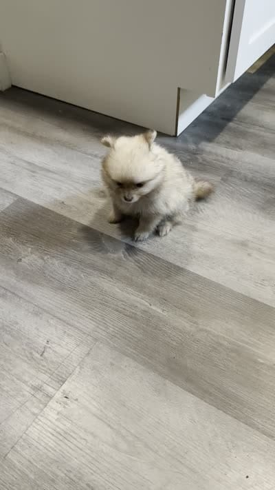 Zempi, a female Pomeranian for sale in Worcester, MA – 6 of 6