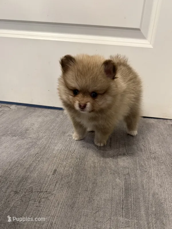 Oreo – Pomeranian puppy for sale in Worcester, MA