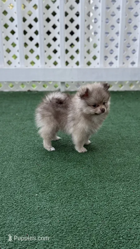 Oreo – Pomeranian puppy for sale in Worcester, MA