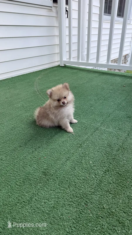 Zempi – Pomeranian puppy for sale in Worcester, MA