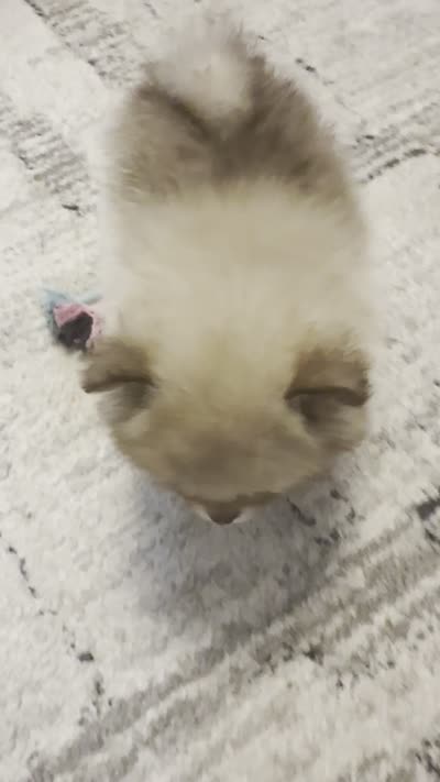Spot, a female Pomeranian for sale in Worcester, MA – 3 of 6