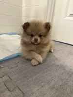 Oreo, a male Pomeranian for sale in Worcester, MA – 8 of 9