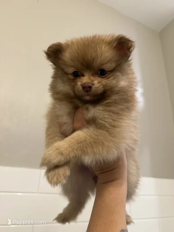 Mocca – Pomeranian puppy for sale in Worcester, MA