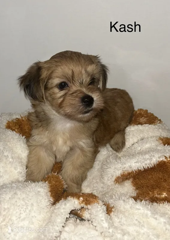 Kash – Morkie puppy for sale in Springfield, IL