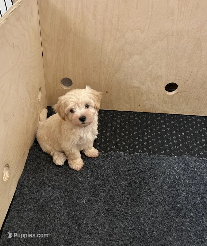 Chance – Morkie puppy for sale in Springfield, IL