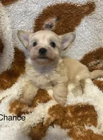 Chance, a male Morkie for sale in Springfield, IL – 3 of 3