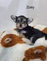 Zoey, a female Morkie for sale in Springfield, IL – 1 of 2