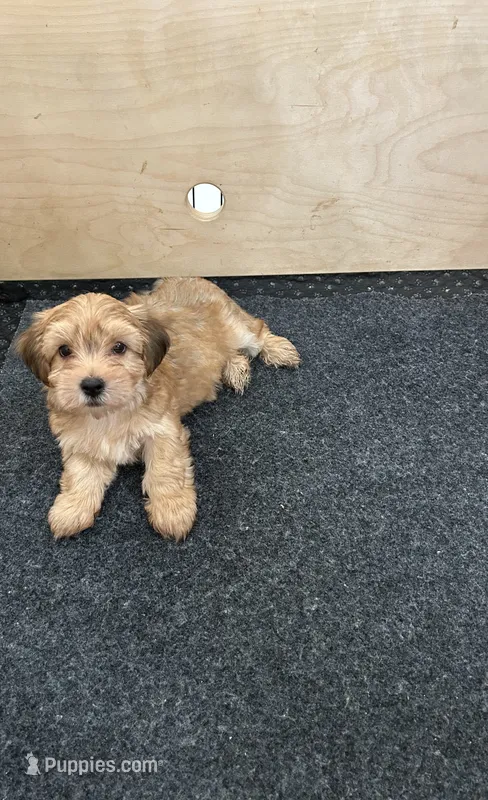 Kash – Morkie puppy for sale in Springfield, IL
