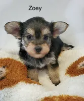 Zoey, a female Morkie for sale in Springfield, IL – 2 of 2