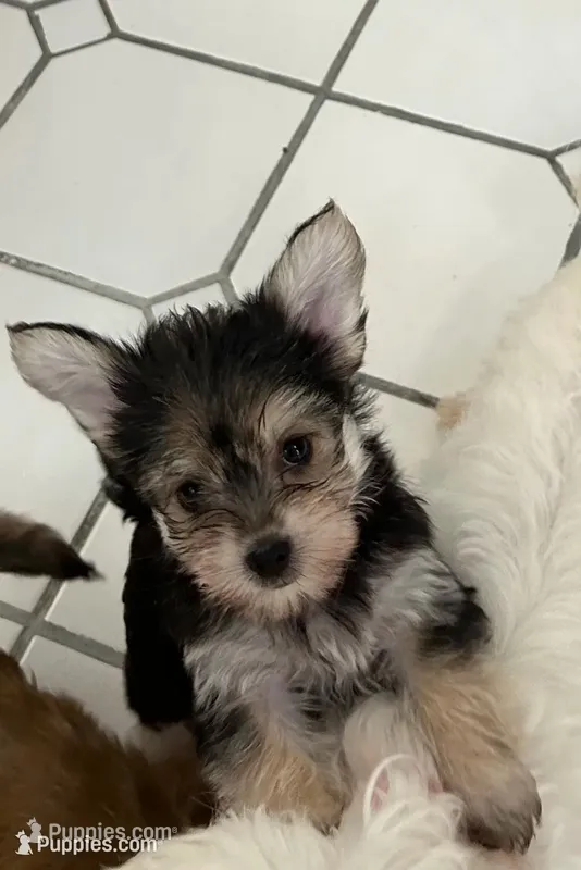 Zoey – Morkie puppy for sale in Springfield, IL