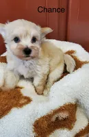 Chance, a male Morkie for sale in Springfield, IL – 2 of 3