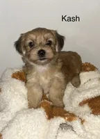 Kash, a male Morkie for sale in Springfield, IL – 2 of 2