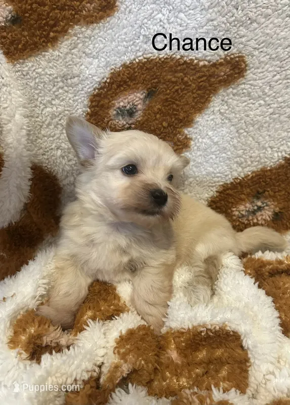 Chance – Morkie puppy for sale in Springfield, IL