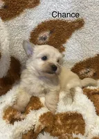 Chance, a male Morkie for sale in Springfield, IL – 1 of 3