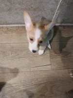 Puppy 2, a female Pembroke Welsh Corgi for sale in Jacksonville, FL – 1 of 4