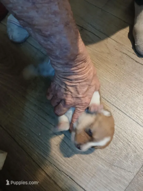 Puppy 2 – Pembroke Welsh Corgi puppy for sale in Jacksonville, FL