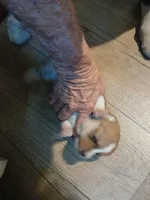 Puppy 2, a female Pembroke Welsh Corgi for sale in Jacksonville, FL – 1 of 3